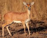 Steenbok occur widely across the country.