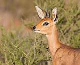The steenbok is a member of the Little Five.