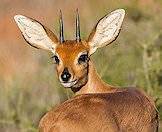 A steenbok looks back over his shoulder.