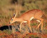 Steenbok are more active in the late afternoon.
