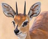 The steenbok is a handsome little antelope.