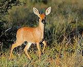 Steenbok are alert with very refined senses.
