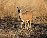 Steenbok can be taken opportunistically on many hunting concessions.