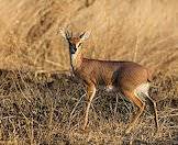 Hunt the tiny steenbok with AS Hunting Adventures.