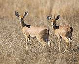 Steenbok rams are only found with ewes when they are in estrus.
