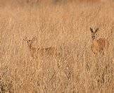 The steenbok's coloring enables it to camouflage well.