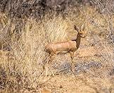 The steenbok's horns are short but sharp.