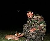 Steenbok are often more active at night.