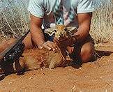The steenbok is part of the sought-after 'Little Five' antelope.
