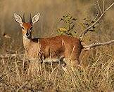 A steenbok looks straight at the camera.