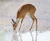 Only steenbok rams carry horns.