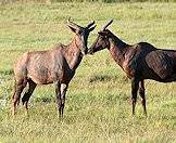 A pair of tsessebes grazing in the veld.