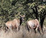 This tsessebe is a funny-looking medium-sized antelope.