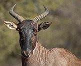 A close-up photograph of a tsessebe.