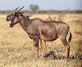 A side angle view of a tsessebe.