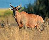 The tsessebe is highly territorial.