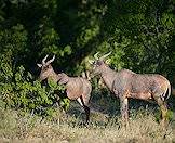 A pair of tsessebe.