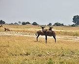 Tsessebes roaming the open grasslands.