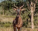 A tsessebe faces the camera.