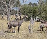 The tsessebe is a social herd animal.