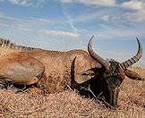 The tsessebe is one of the most unique-looking trophies available for hunting.