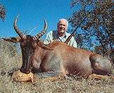 A tsessebe hunt many years ago.