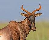 A tsessebe looks back over his shoulder.