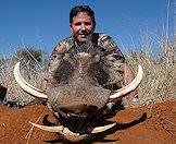 A warthog hunted on safari in South Africa.