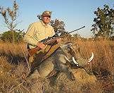 A warthog trophy propped up for a photograph.