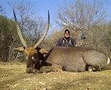 A waterbuck bowhunt in South Africa.