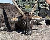 The waterbuck boasts magnificent ringed v-shaped horns.