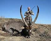 An impressive waterbuck trophy.