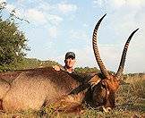 Waterbuck are never hunted far from permanent water sources.