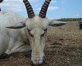 The open plains of the Free State are ideal for white blesbok hunting.