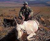A white blesbok trophy positioned for a photograph.
