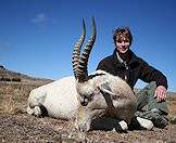 The white blesbok makes a fine-looking trophy.