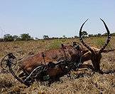 A crossbow and impala trophy.