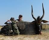 An exciting nyala hunt.