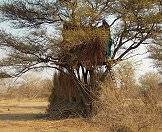 A hunting blind in a tree.