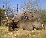 Hunt the stately waterbuck with a bow.