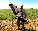 A spur-winged goose taken on a wing shooting package.