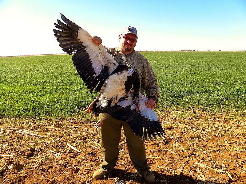 Wing Shooting South Africa AS Hunting Adventures