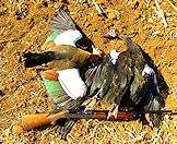 A pair of geese taken on a wing shooting package.