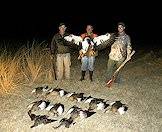 A selection of geese taken on a wing shooting hunt.
