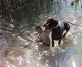 Dogs are ideal companions for wing shooting.