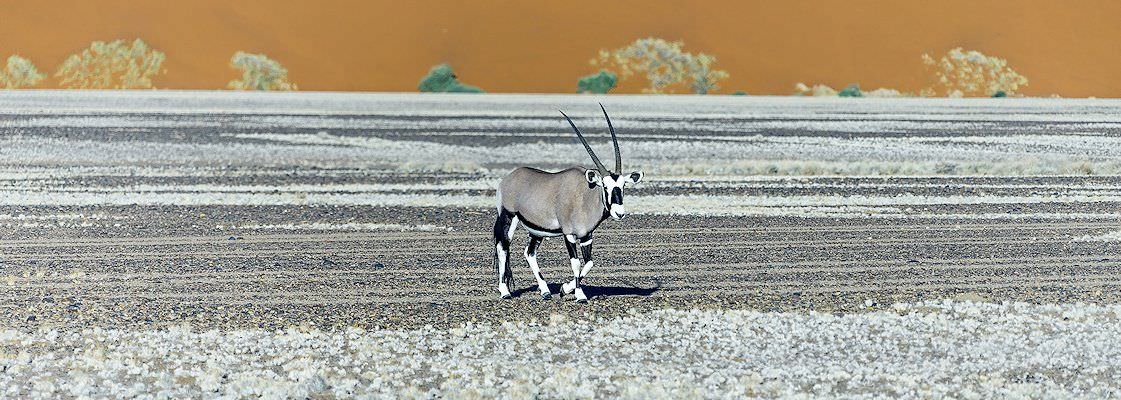 A gemsbok in the desert of Namibia.