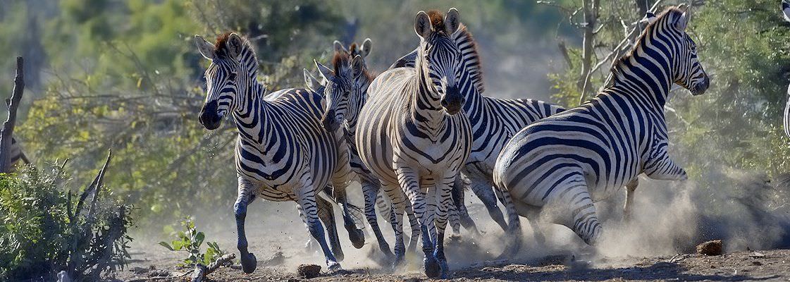 A dazzle of zebras.