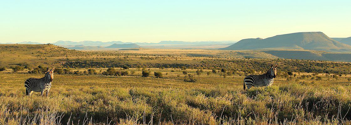 Mountain zebras in the Little Karoo region of the Eastern Cape province.
