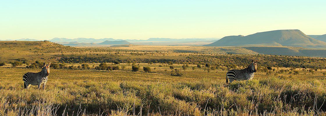 Mountain zebras in the Little Karoo region of the Eastern Cape province.