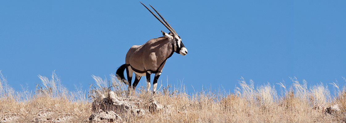 A gemsbok on a rise in the Kalahari.